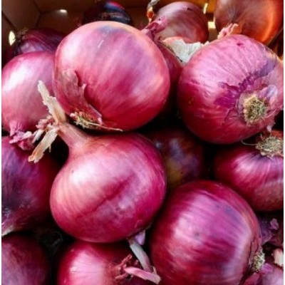 Прімула F1 10000 насіння червоної озимої цибулі, Libra Seeds, Італія